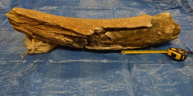Woolly mammoth tusk discovered in gravel pit near Saskatoon, research