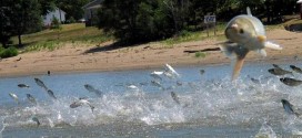 Asian Carp in Great Lakes Could Devastate Native Fish, says new Research