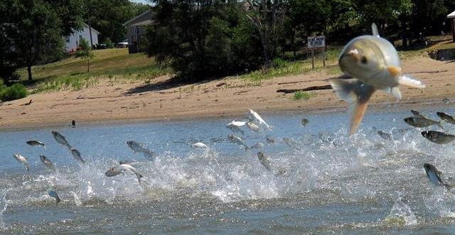 Asian Carp in Great Lakes Could Devastate Native Fish, says new Research