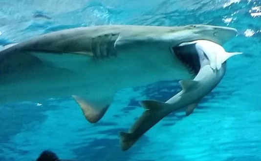 Big Shark Eats Little Shark in Aquarium (Video)