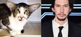 Cat Adam Driver Goes Viral: Internet Freaks Over Cat That Looks Like ‘Star Wars’ Star