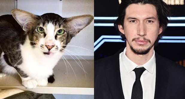 Cat Adam Driver Goes Viral: Internet Freaks Over Cat That Looks Like ‘Star Wars’ Star