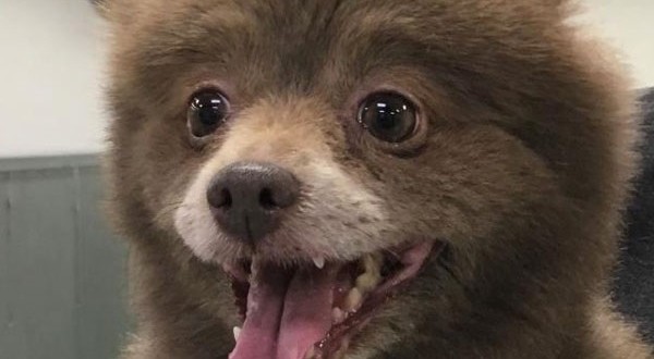 Dog that Looks Like a Bear? Mystery creature baffles the internet