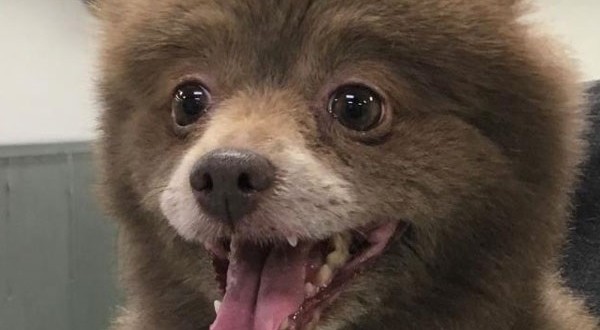 Dog that Looks Like a Bear? Mystery creature baffles the internet “Photo”