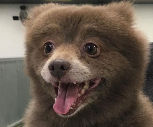 teacup dog that looks like a bear