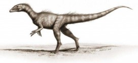 Dracoraptor: 200 Million-Year-Old Jurassic Dinosaur Found In Wales