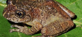 'Extinct' tree frog rediscovered in India after 137 years, says new Research