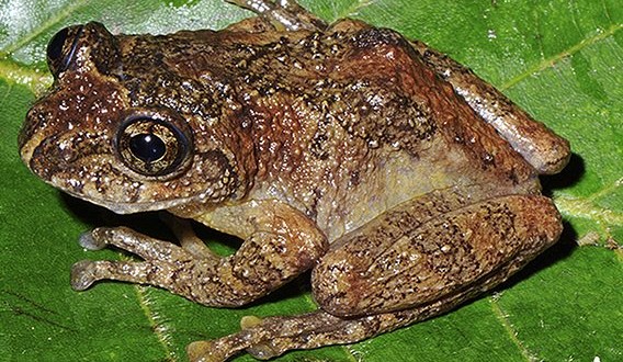 ‘Extinct’ tree frog rediscovered in India after 137 years, says new Research