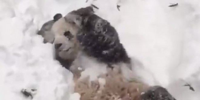 Giant Panda plays in snow as blizzard continues (Video)