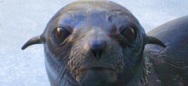 Guadalupe fur seal rescued off Vancouver Island dies