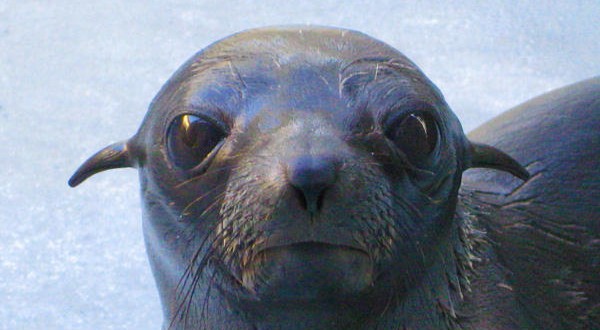 Guadalupe fur seal rescued off Vancouver Island dies