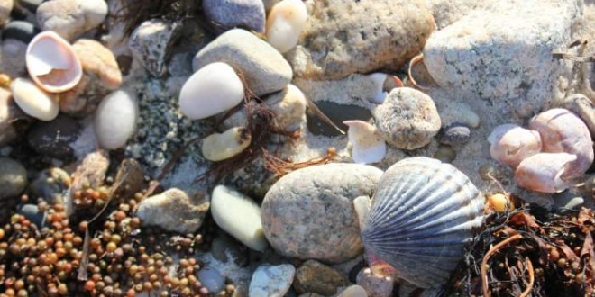 Here's Why Seashells Don't Have The Consistency Of Chalk, new Research