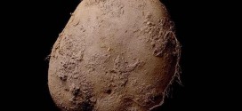 Kevin Abosch: Potato Photo Shot by photographer Sells for More than $1.5 million