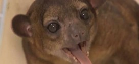 Kinkajou Wakes Woman: Elderly Florida Woman Finds Exotic Animal Sleeping on Her Chest