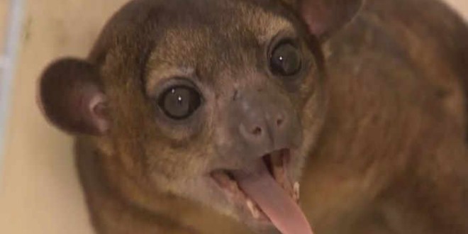 Kinkajou Wakes Woman: Elderly Florida Woman Finds Exotic Animal Sleeping on Her Chest