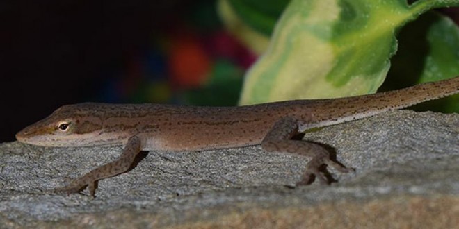 Lizard in salad? Green Lizard found in New Jersey kindergartner’s salad becomes class pet (Video)