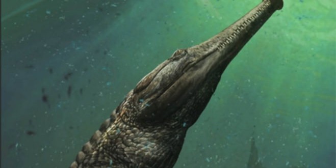 Machimosaurus Rex: 30-Foot Prehistoric Crocodile Lived In The Sahara (Video)