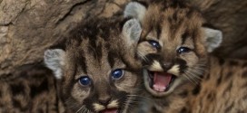 Mountain lion kittens born in Santa Monica Mountains (Video)