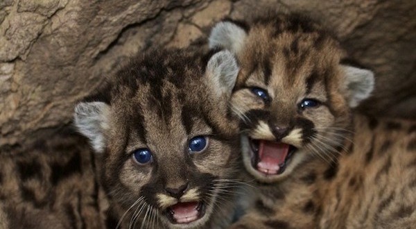 Mountain lion kittens born in Santa Monica Mountains (Video)