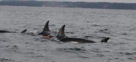 Orca born during killer whale 'baby boom', another found dead