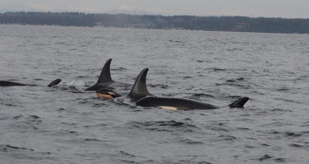 Orca born during killer whale ‘baby boom’, another found dead