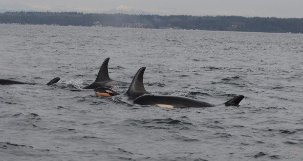 Orca born during killer whale 'baby boom', another found dead