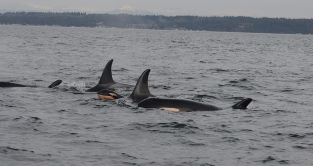 Orca born during killer whale 'baby boom', another found dead