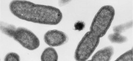 Researchers find superbug gene in three cases