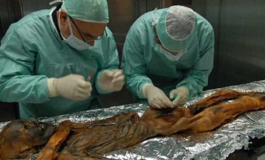 Researchers thaw 5300-year-old mummy to study ancient gut bacteria