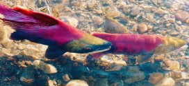 Scientists detect signs of salmon virus in British Columbia