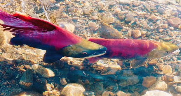 Scientists detect signs of salmon virus in British Columbia