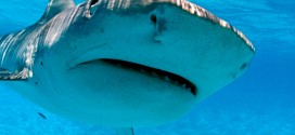 Shark Found Swimming In South Florida Condo Pool, Officials Say