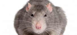 Tiny rat casino sheds light on gambling addiction, new study says
