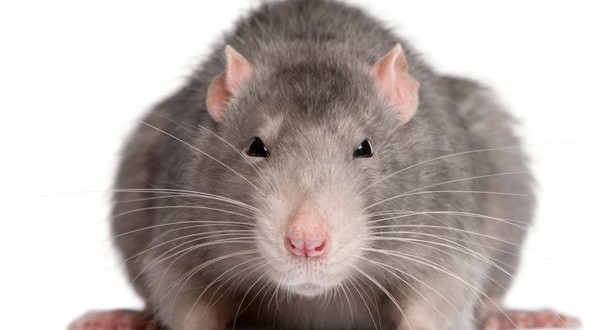 Tiny rat casino sheds light on gambling addiction, new study says