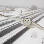 Traffic camera captures snowy owl in flight (Video)