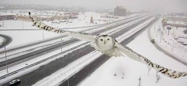 Traffic camera captures snowy owl in flight (Video)