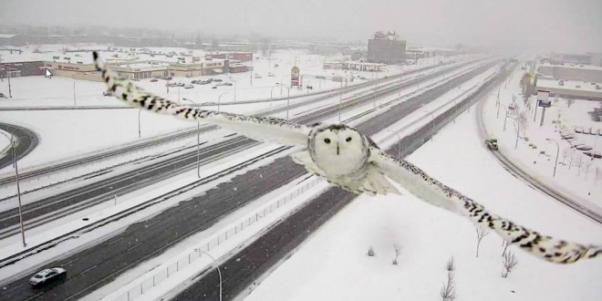 Traffic camera captures snowy owl in flight (Video)