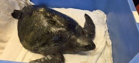 Tropical sea turtle found hypothermic on Vancouver Island
