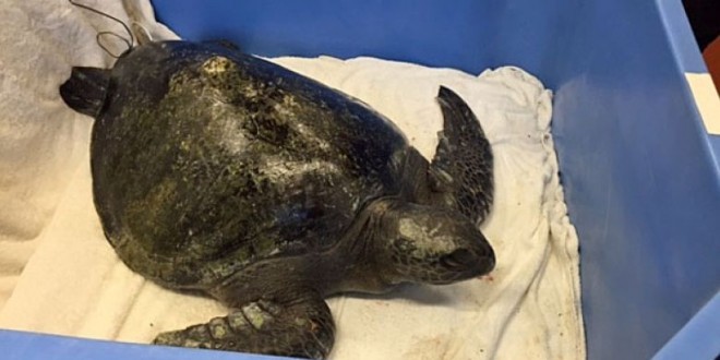 Tropical sea turtle found hypothermic on Vancouver Island