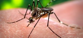Two more cases of Zika virus in Canada, report says