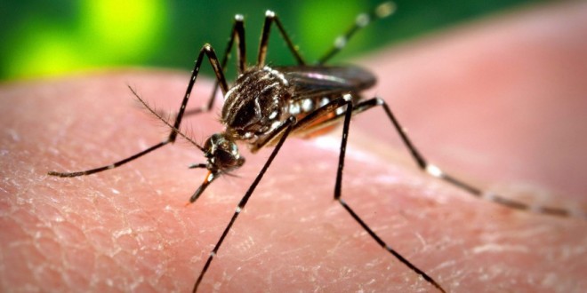 Two more cases of Zika virus in Canada, report says