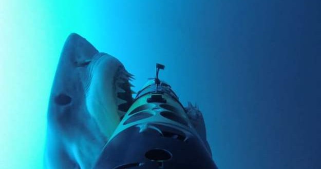 Underwater Robots Help Researchers Understand Great White Sharks (Video)