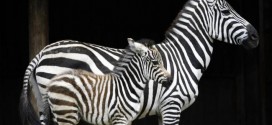 Zebras Stripes Not for Camouflage, new study concludes