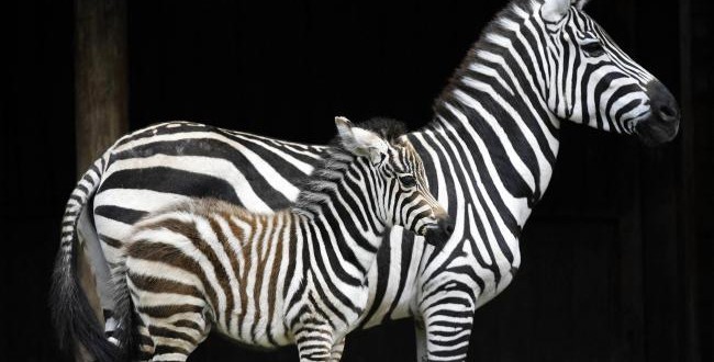 Zebras Stripes Not for Camouflage, new study says