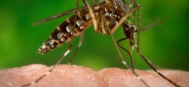 Zika Virus Diagnosed In British Columbia, Man Who Travelled To El Salvador : Report