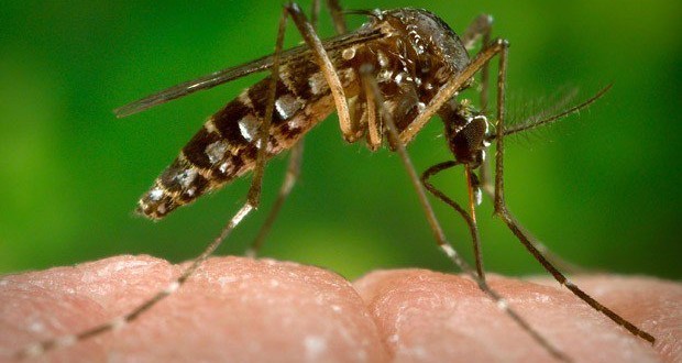 Zika Virus Diagnosed In British Columbia, Man Who Travelled To El Salvador : Report