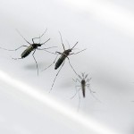 Zika in Europe: Danish hospital reports Zika virus case