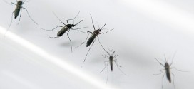 Zika in Europe: Danish hospital reports Zika virus case