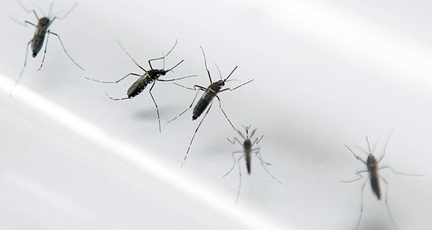 Zika in Europe: Danish hospital reports Zika virus case