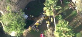 Zoo Worker Falls in Gorilla Enclosure, Fire Officials Say (Video)